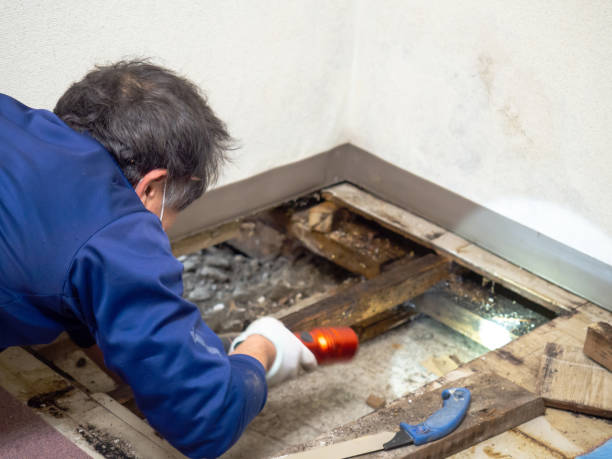 Best Mold Testing and Inspection Services in Point Mackenzie, AK