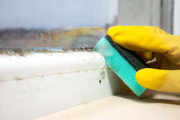 Best DIY Mold Remediation Support Services in Point Mackenzie, AK